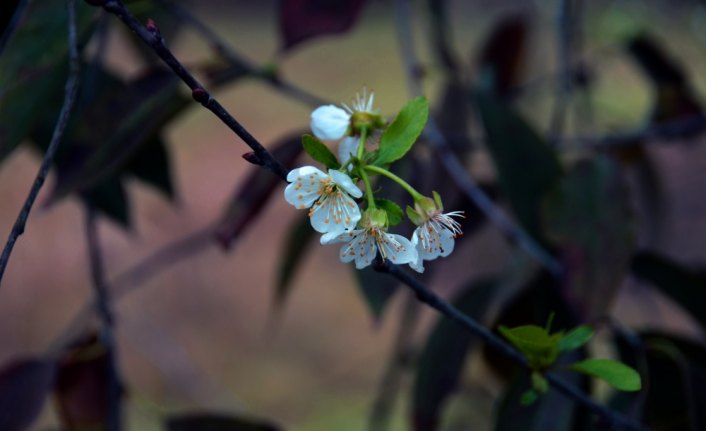 Mengen'de ağaçlar çiçek açtı