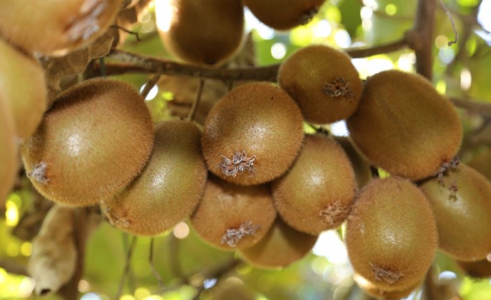 Ordulu kivi üreticisi rekolteden dolayı mutlu