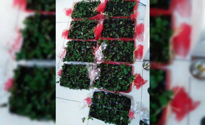 Osmanlı çileği yeni bir çeşit olarak bitki literatürüne girdi