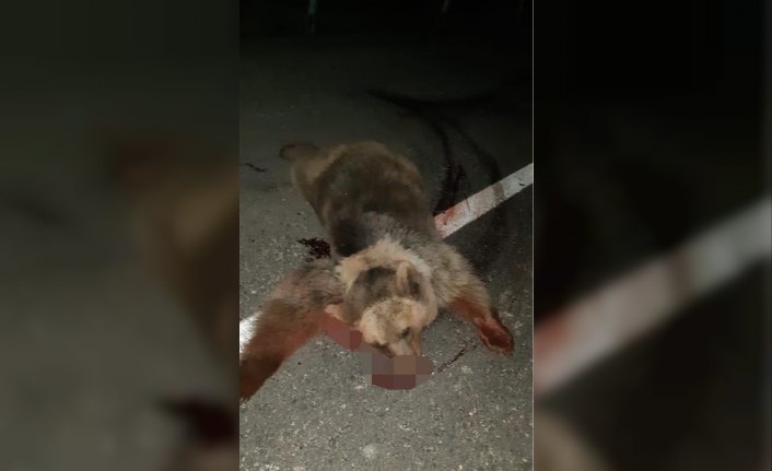 Otomobil ayıya çarptı: 3 çocuk yaralı