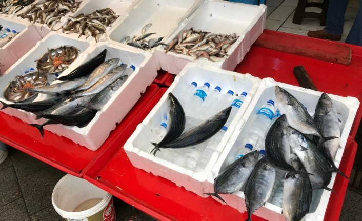 Palamut bolluğunda sona gelindi