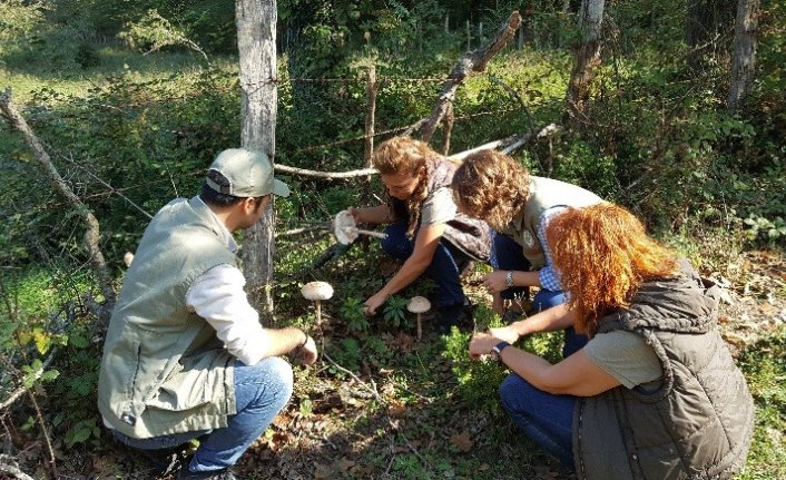 Sinop'ta mantar envanteri çalışması
