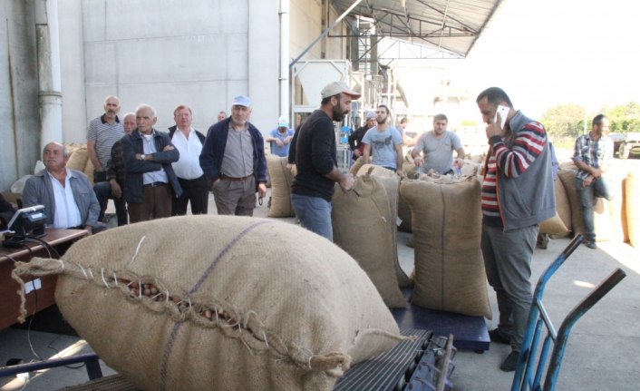TMO Düzce'de fındık alımına başladı