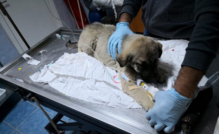 Yaralı köpeğin tedavisi için makam aracını tahsis etti