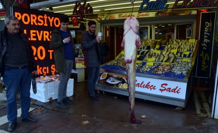 Yeşilırmak'ta 61 kilogramlık yayın balığı yakalandı