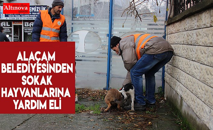 Alaçam Belediyesinden sokak hayvanlarına yardım eli