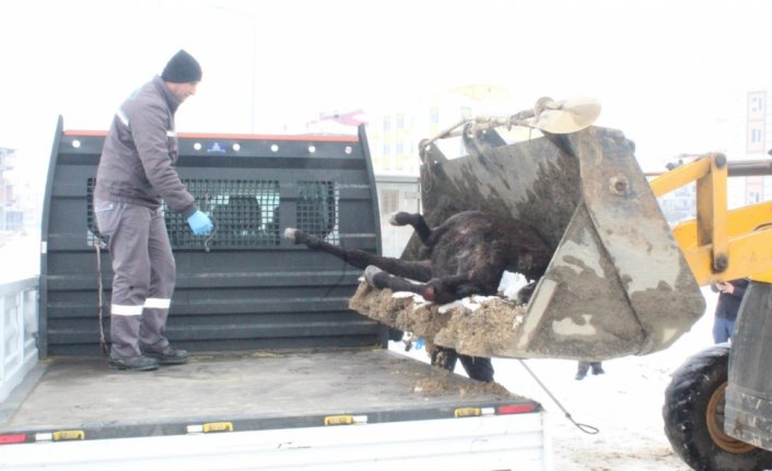 Çorum'da rögara düşen atı itfaiye kurtardı