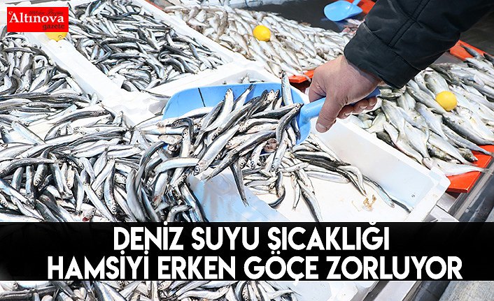 Deniz suyu sıcaklığı hamsiyi erken göçe zorluyor