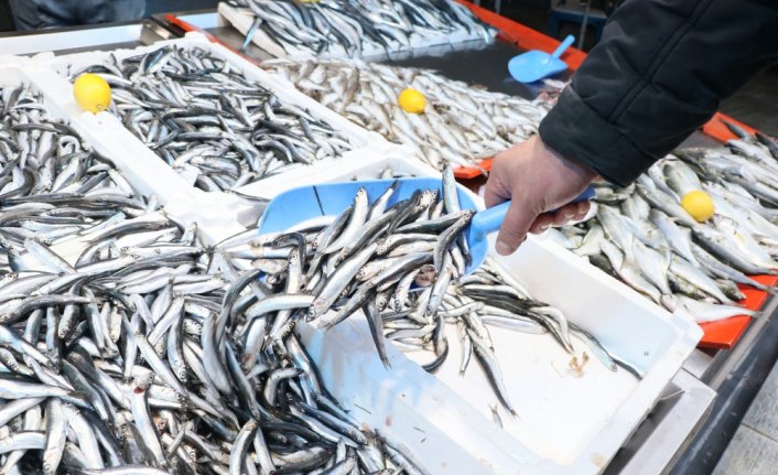 Deniz suyu sıcaklığı hamsiyi erken göçe zorluyor