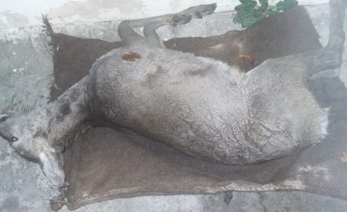 Düzce'de ölü karaca bulundu