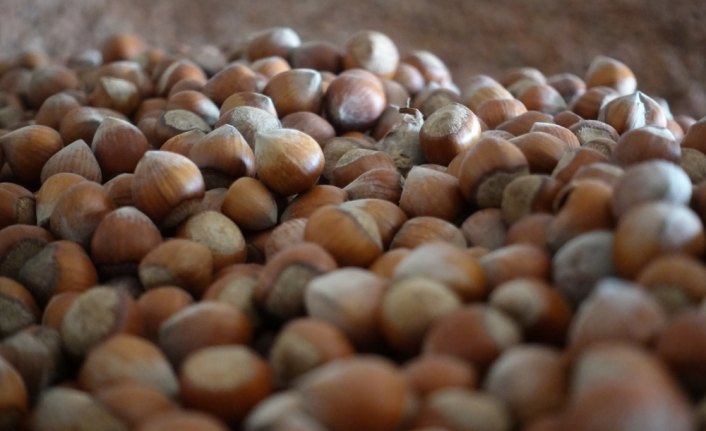 Fındık ihracatının yüzde 38'i Trabzon'dan