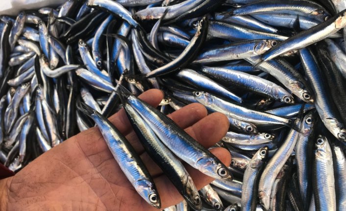 Giresun'da hamsinin fiyatı 7 liraya geriledi