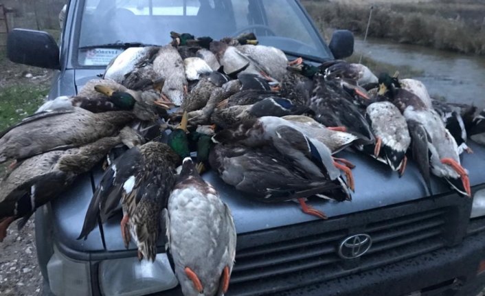 Kuş cennetinde ördek katliamı