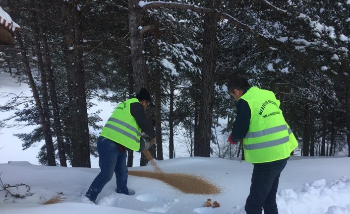 Merzifon’da yaban hayatı için doğaya yem bırakıldı