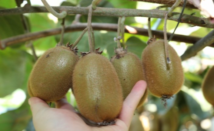 Ordu kivisi marka olma yolunda