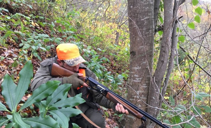 Ordu'da yaban domuzu sürek avı