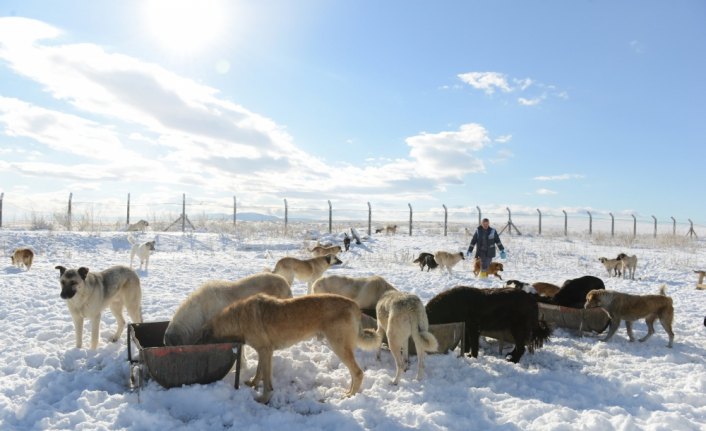 Sokak hayvanları belediyeye emanet