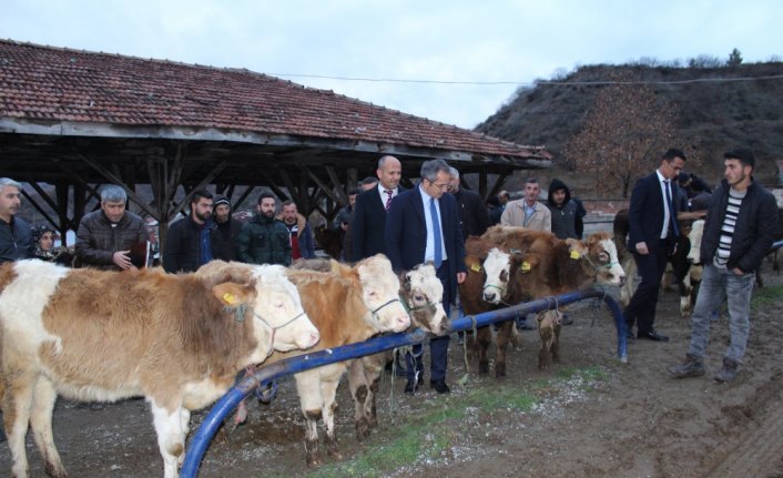 Tosya'da, genç çiftçilere 45 baş düve dağıtıldı