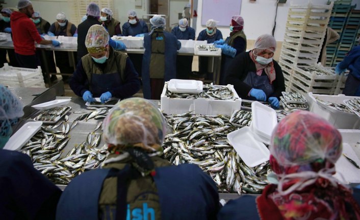 Türkiye'den 64 ülkeye balık ihracatı