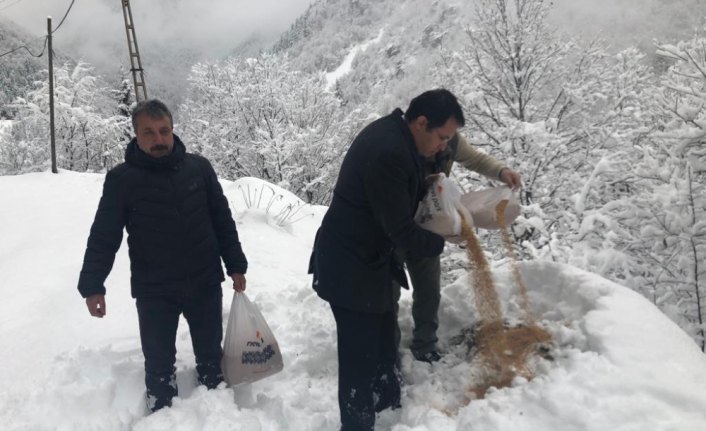 Yaban hayatı için doğaya buğday bıraktılar