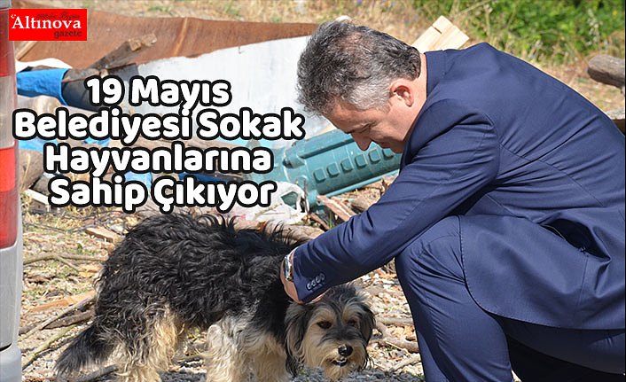 19 Mayıs Belediyesi Sokak Hayvanlarına Sahip Çıkıyor