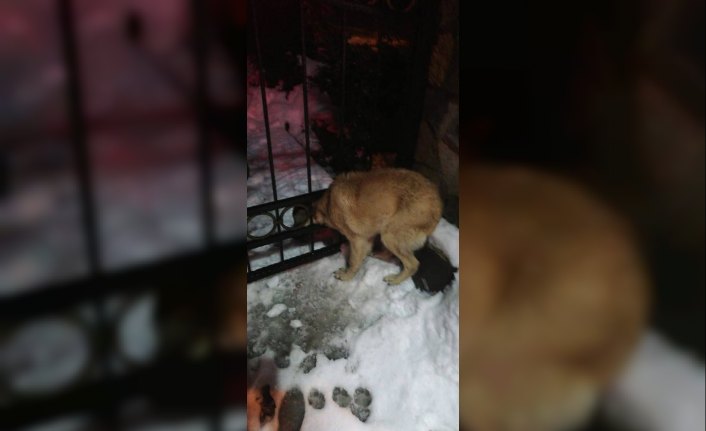 Demir kapıya sıkışan köpeği itfaiye ekipleri kurtardı