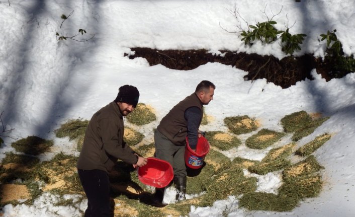 Düzce'de yaban hayatı için yemleme yapıldı