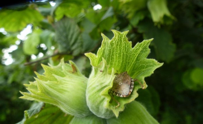 Fındığa kahverengi kokarca tehdidi