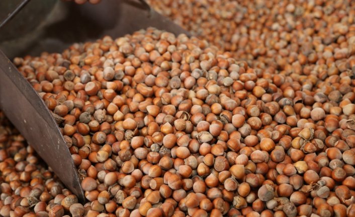 Fındık fiyatı zirve yaptı