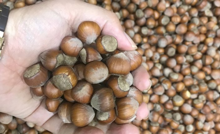 Fındık ihracatı geçen yıl 1,6 milyar dolar kazandırdı