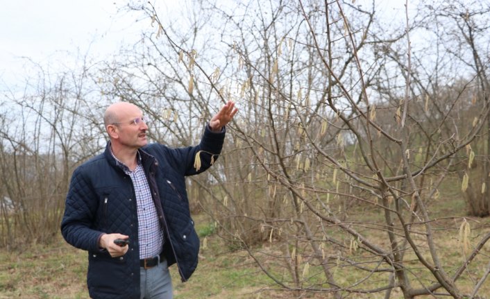 Fındıkta verim ve kaliteyi artırma projesi