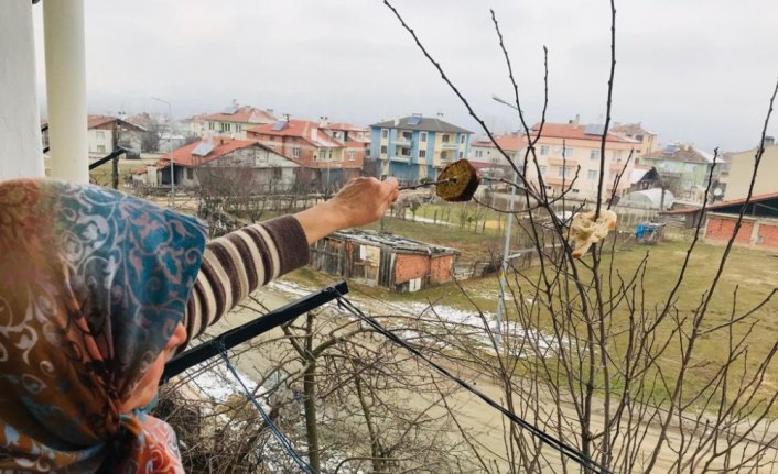 Kuşlar için ağaç dallarına ekmek asıyor