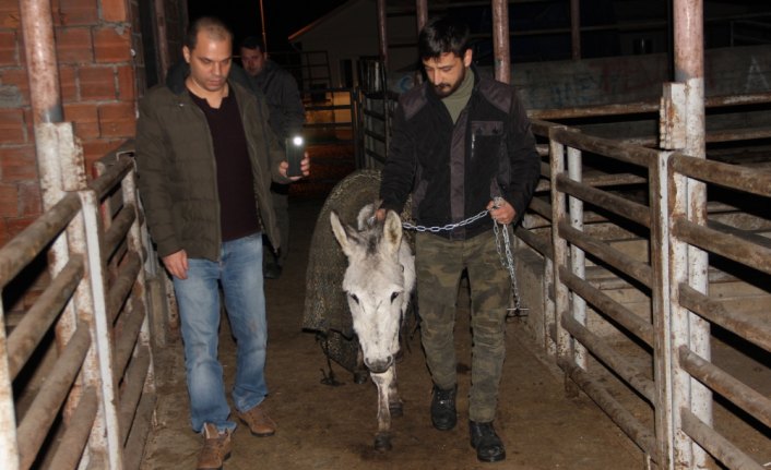 Ordu'da sahipsiz eşek koruma altına alındı