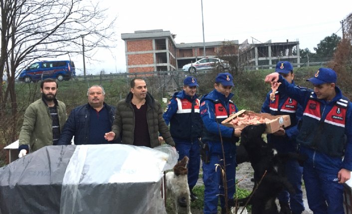 Ordu'da sokak hayvanlarına 
