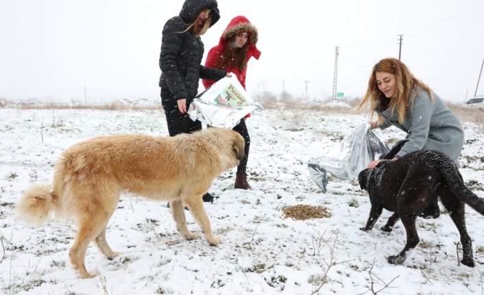Suluova'da yaban hayvanları için doğaya yem bırakıldı
