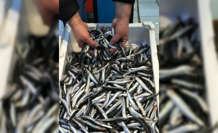 Türk tekneleri hamsinin peşinde