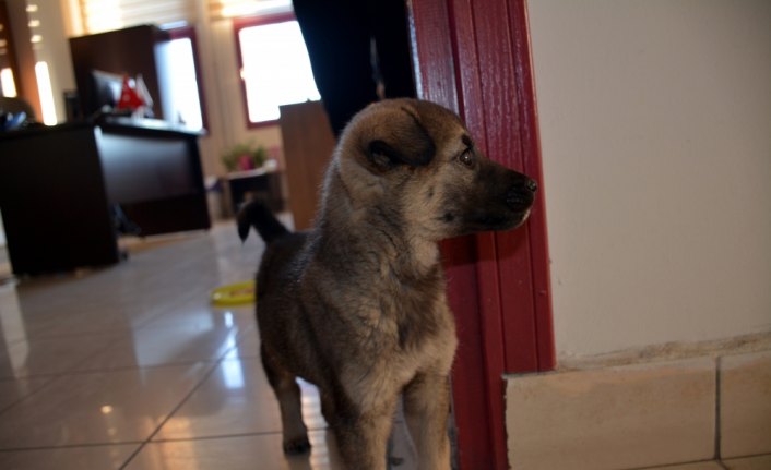 Üşüyen yavru köpek belediye binasına sığındı