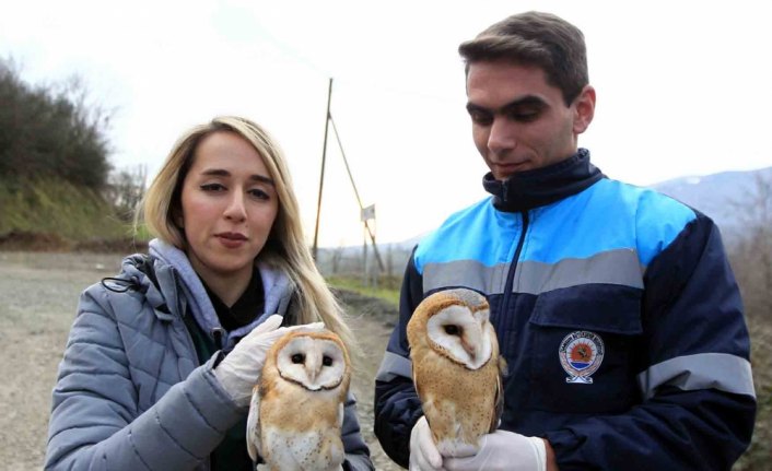 Yavru baykuşlar doğaya bırakıldı