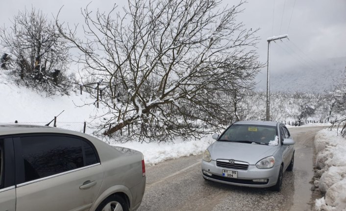 Yığılca'da kara dayanamayan ağaç yola devrildi
