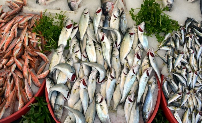 Zonguldak'ta balıkçılar uskumruyu bekliyor