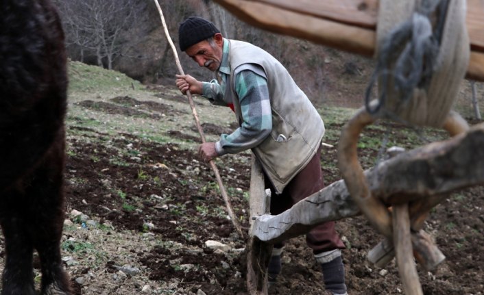 70'lik dede tarlasını kara saban ile sürüyor