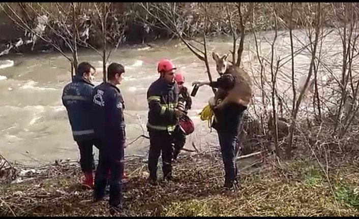 Ayağı kayalıklara sıkışan karaca kurtarıldı