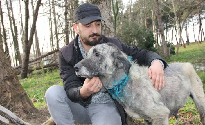 Boğazından yaralanan köpeğe vatandaş sahip çıktı