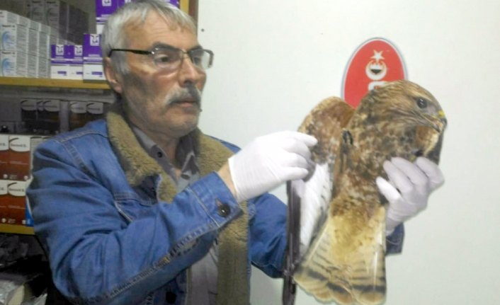 Fındık bahçesinde bulunan yaralı şahin tedavi altına alındı