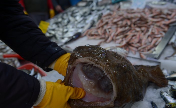 Karadeniz'de balıkçıların ağına fener balığı takıldı