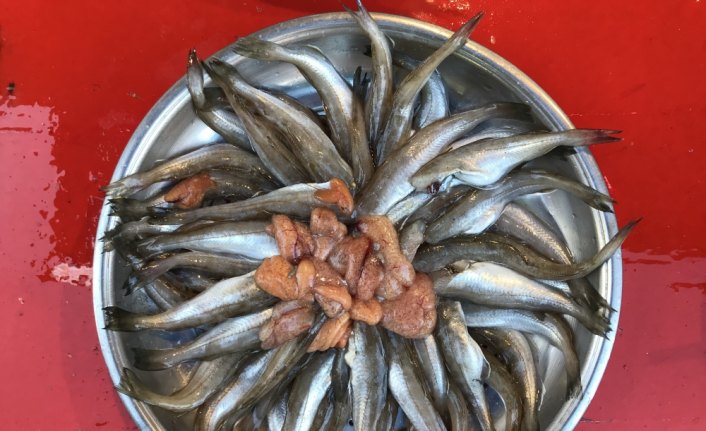 Mezgit bu yıl sevindirdi