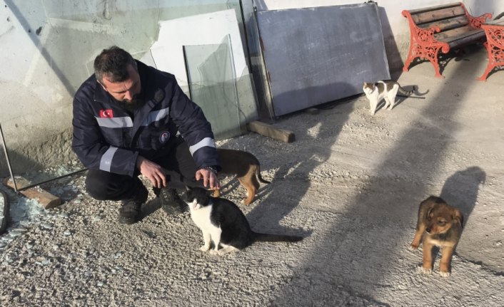 Sokak kedisi ile yavru köpeklerin şaşırtan dostluğu