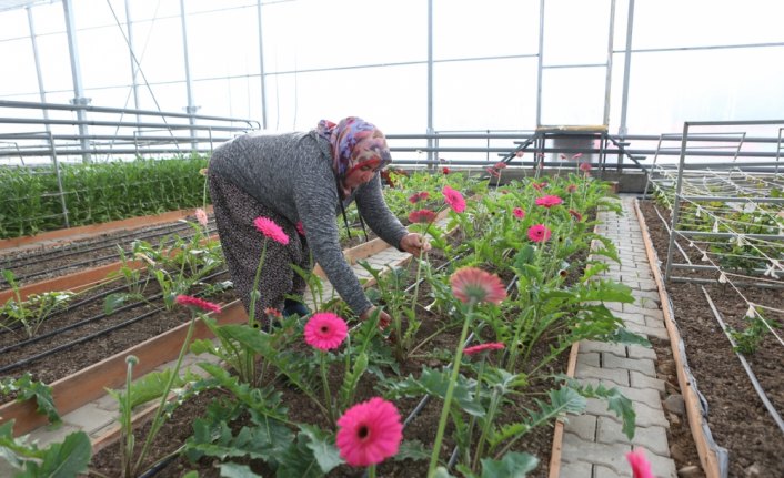Termal suyla çiçek yetiştiriliyor