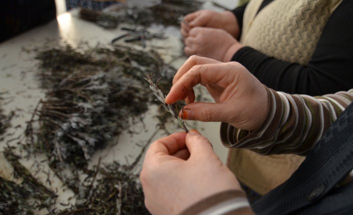 Tıbbi ve Aromatik Bitkiler Vadisi'nde yerli fide üretilecek