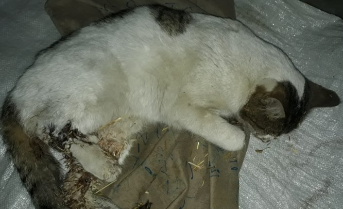 Tüfekle vurulmuş halde bulunan kedi kurtarılamadı
